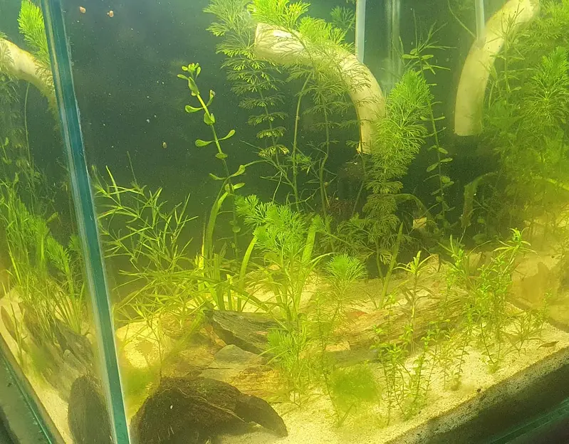Guppy shrimps & plants available — photo 3