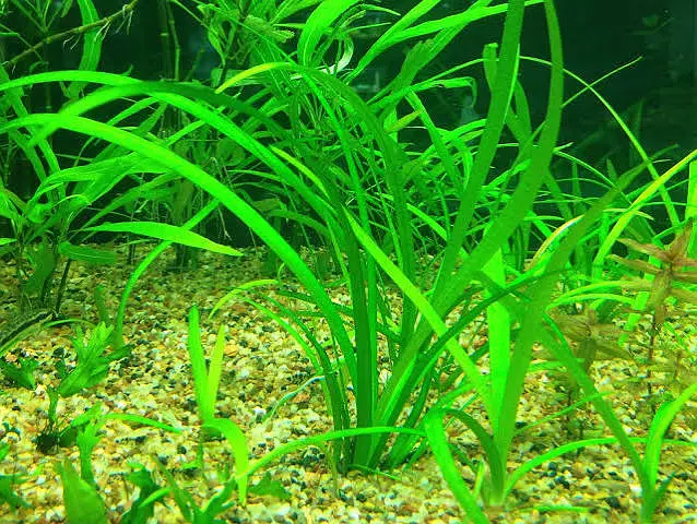 Guppy shrimps & plants available — photo 4