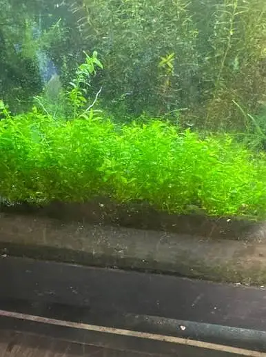 Guppy shrimps & plants available — photo 5