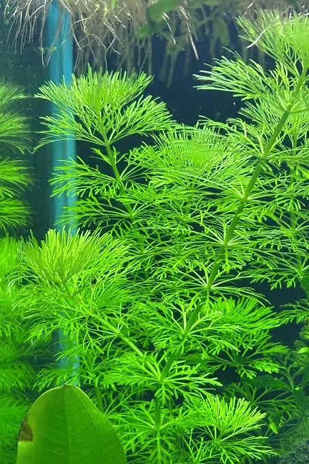 Guppy shrimps & plants available — photo 6