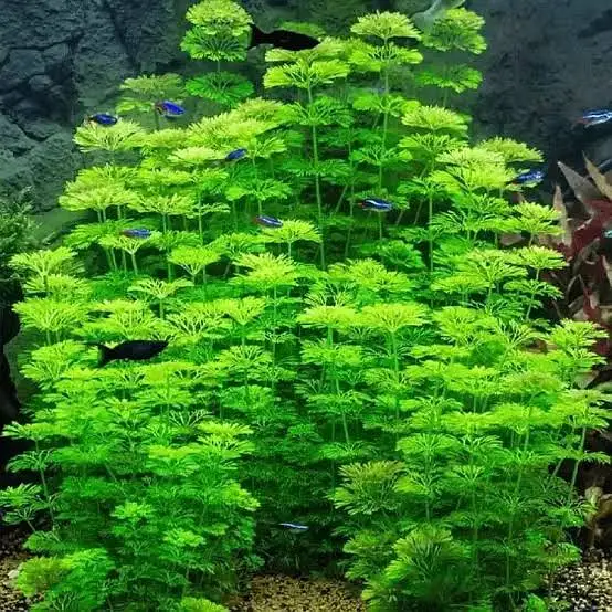 Guppy shrimps & plants available — photo 7