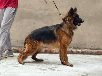 German shepherd imported male lukas ki daughter hai