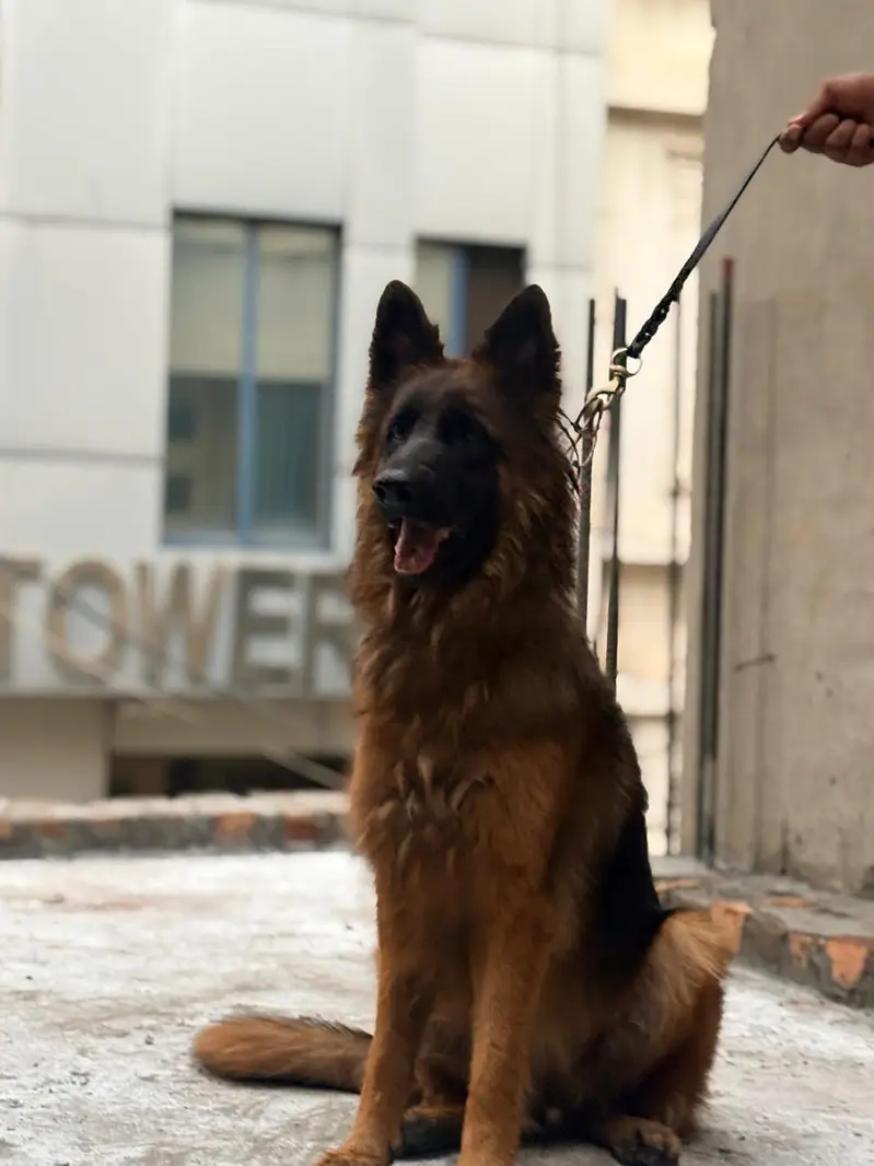 German shepherd imported male lukas ki daughter hai — photo 2