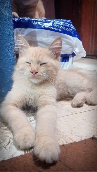 Adorable Persian Cats Looking for a Loving Forever Home