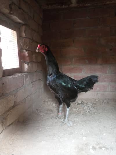Panus Pakoyi Breed Female | 2 Years Old | Healthy & Active