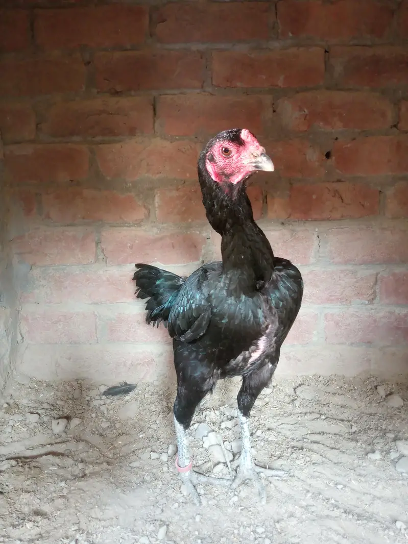Panus Pakoyi Breed Female | 2 Years Old | Healthy & Active — photo 3
