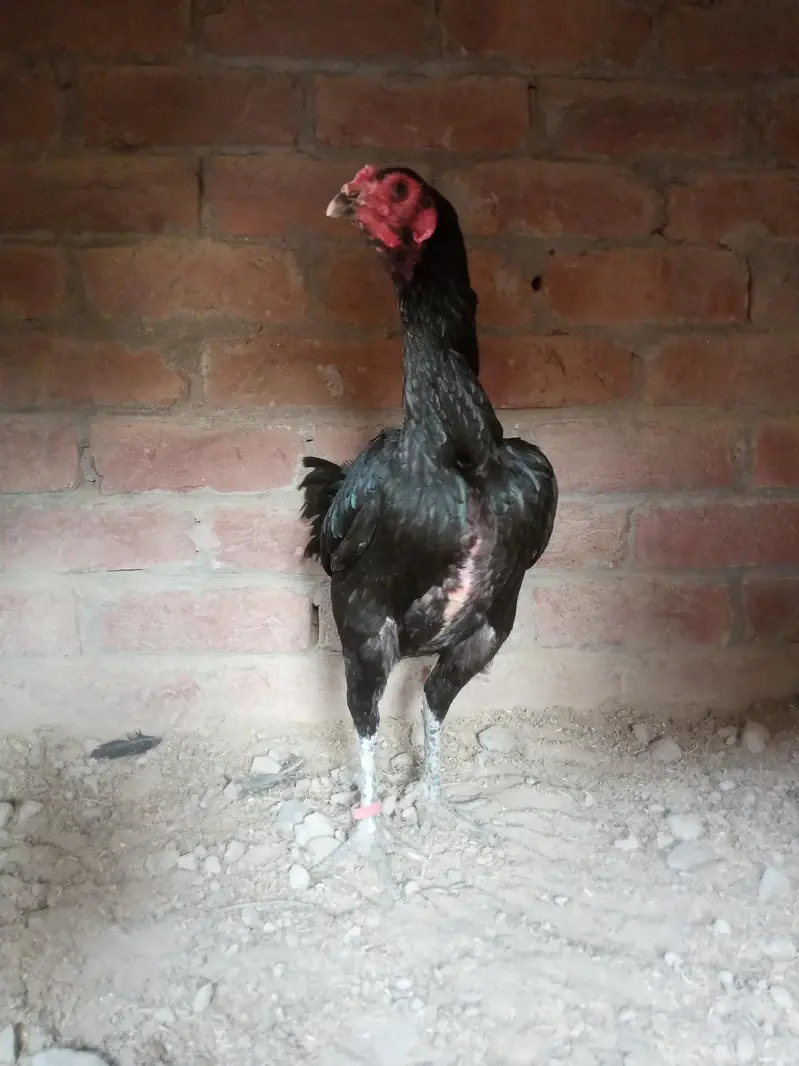 Panus Pakoyi Breed Female | 2 Years Old | Healthy & Active — photo 5