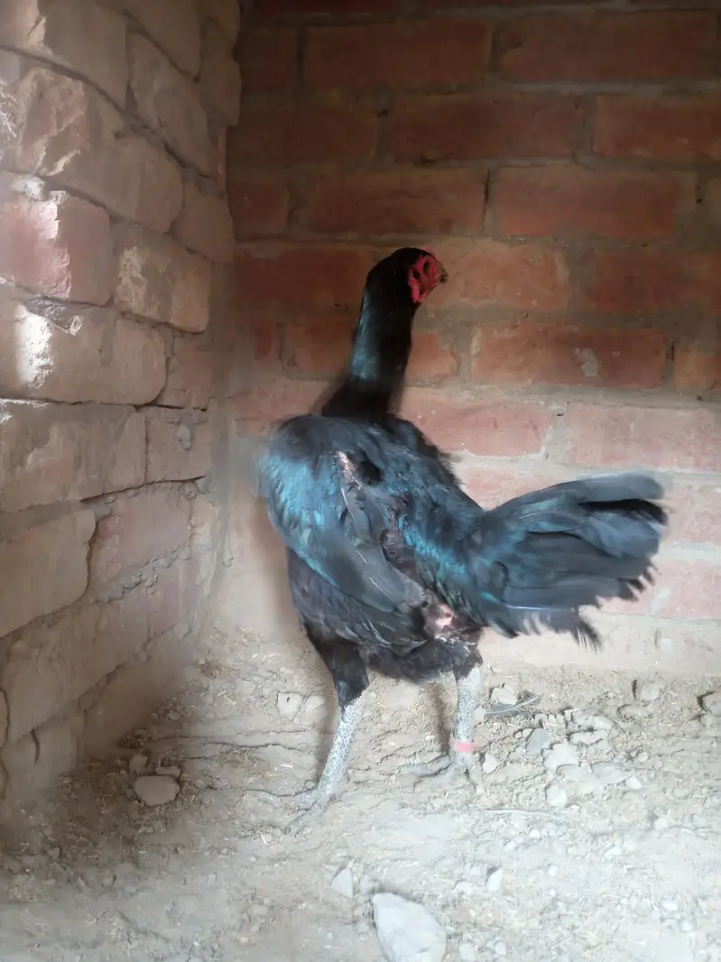 Panus Pakoyi Breed Female | 2 Years Old | Healthy & Active — photo 6