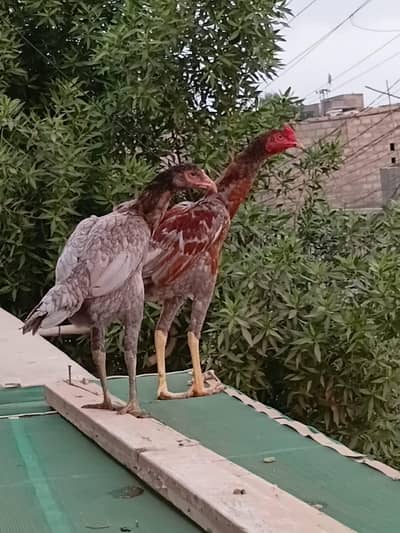 panas pakoya