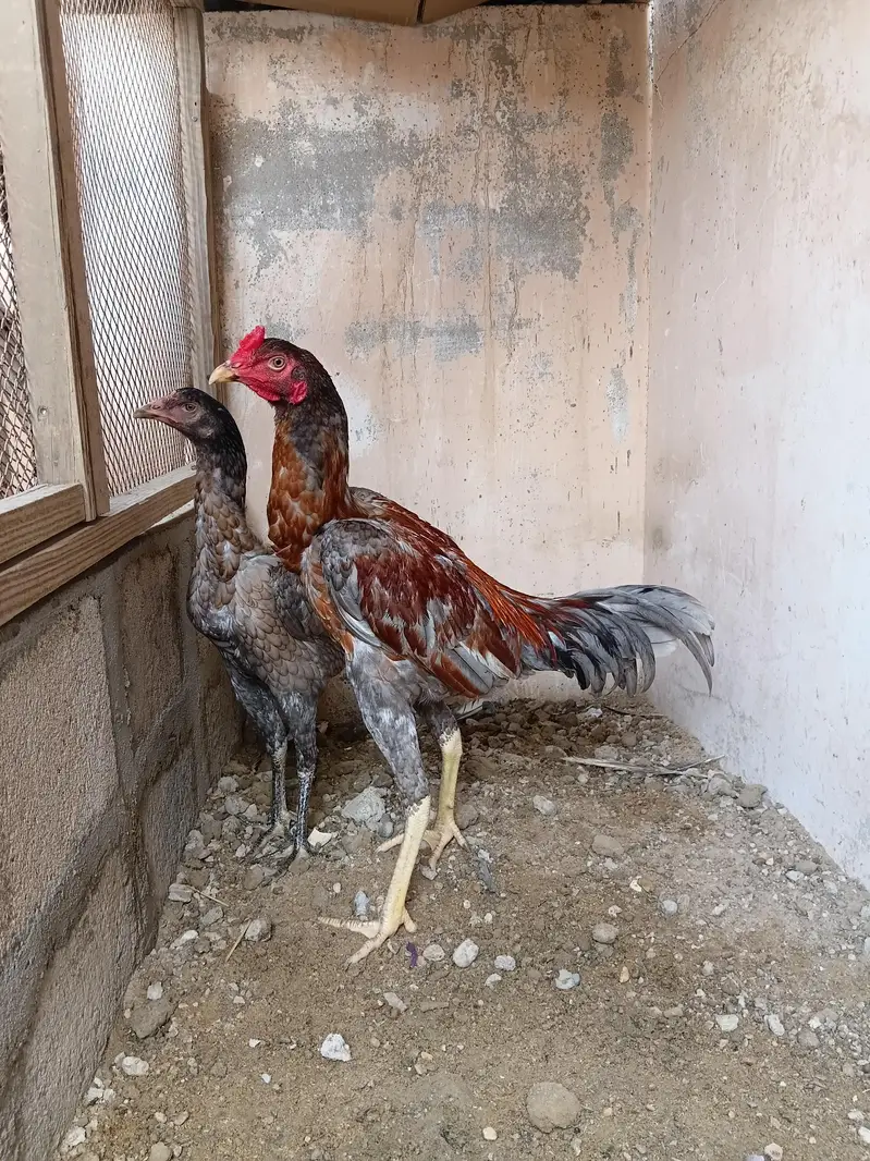 panas pakoya — photo 2