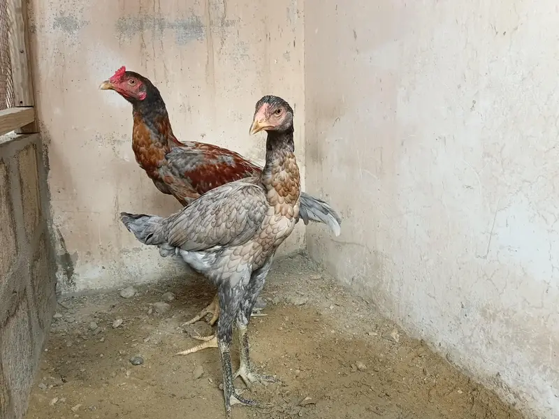 panas pakoya — photo 3