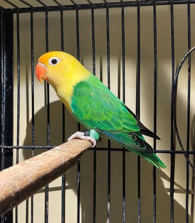 top quality parblue opaline males