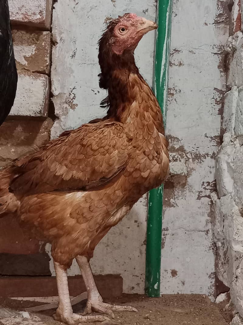 HIGH QUALITY BREED 0