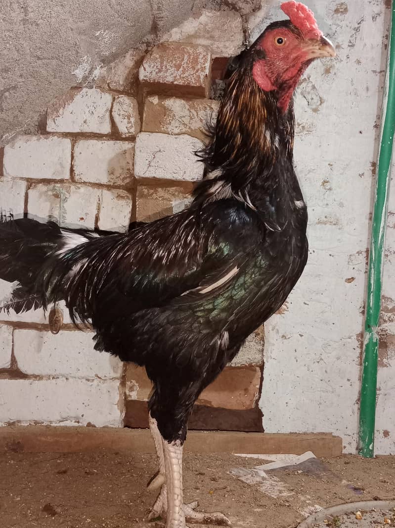 HIGH QUALITY BREED 1
