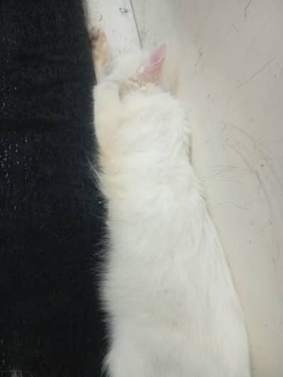 Persian cat full trained