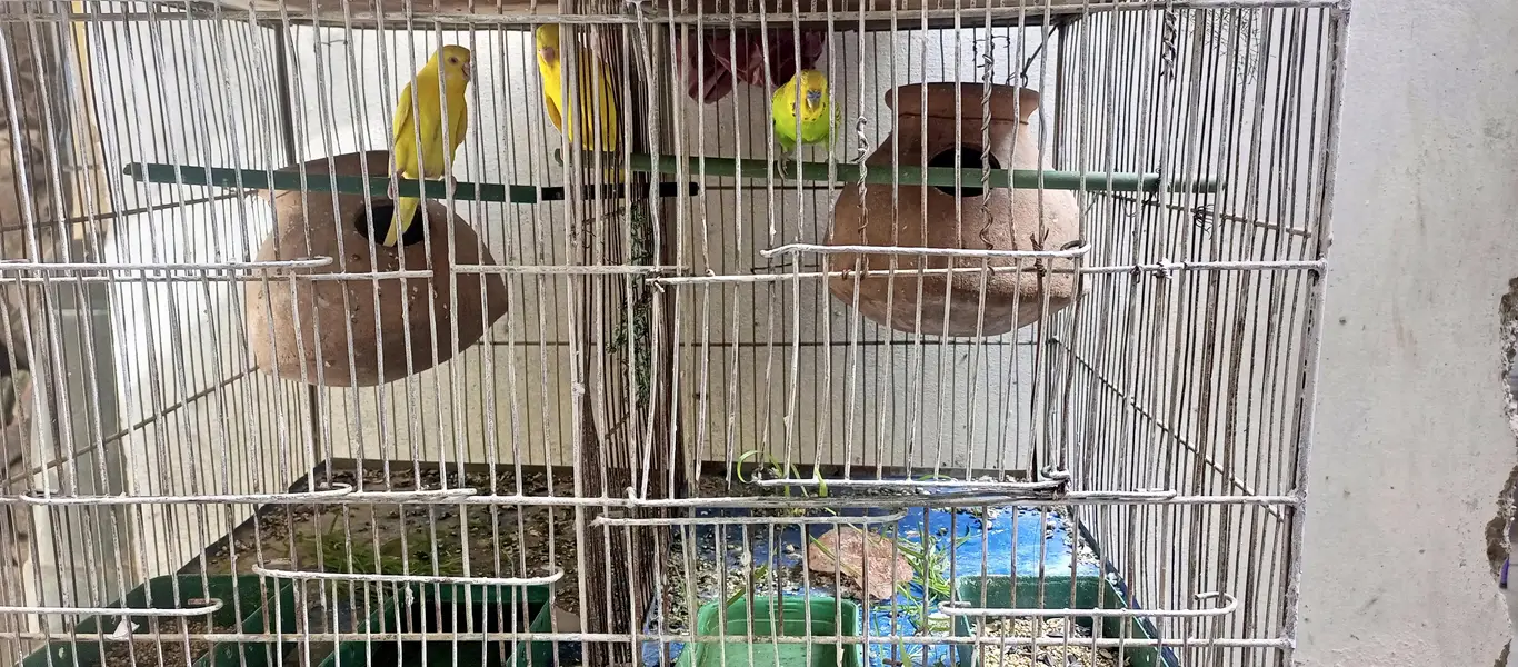 Bird's with Cage — photo 3