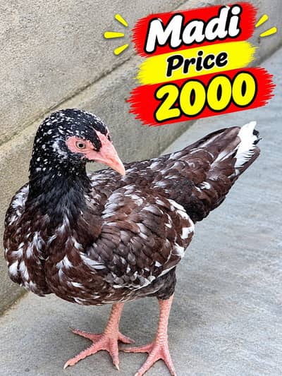 Aseel Mix Aseel Madi Chicks and Setup