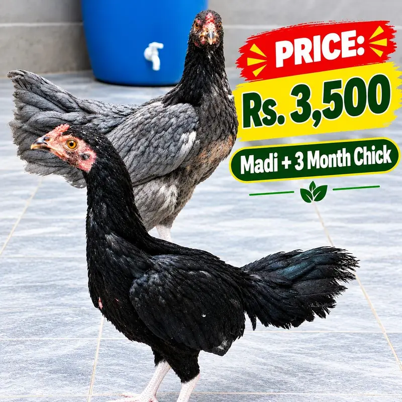 Aseel Mix Aseel Madi Chicks and Setup — photo 4