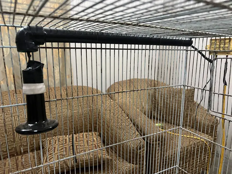 parrots cage — photo 3