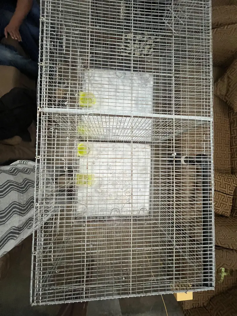 parrots cage — photo 7