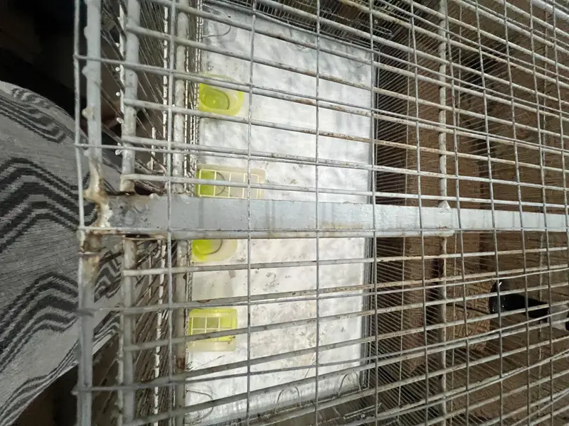 parrots cage — photo 8