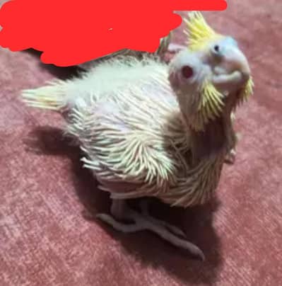 handtame cocktail chick