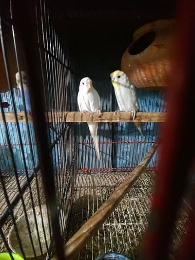 Budgies Java bangalies & Finches
