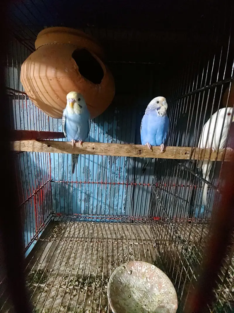 Budgies Java bangalies & Finches — photo 2