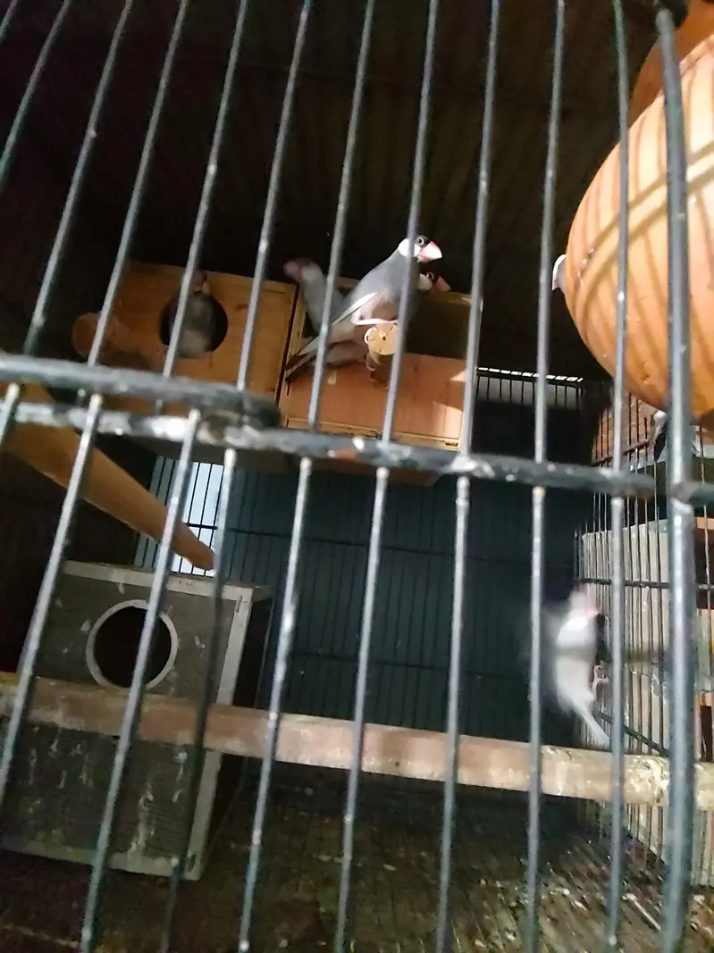 Budgies Java bangalies & Finches — photo 3