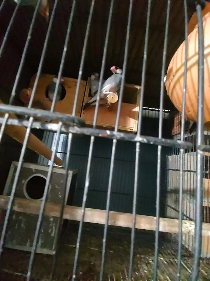 Budgies Java bangalies & Finches — photo 4