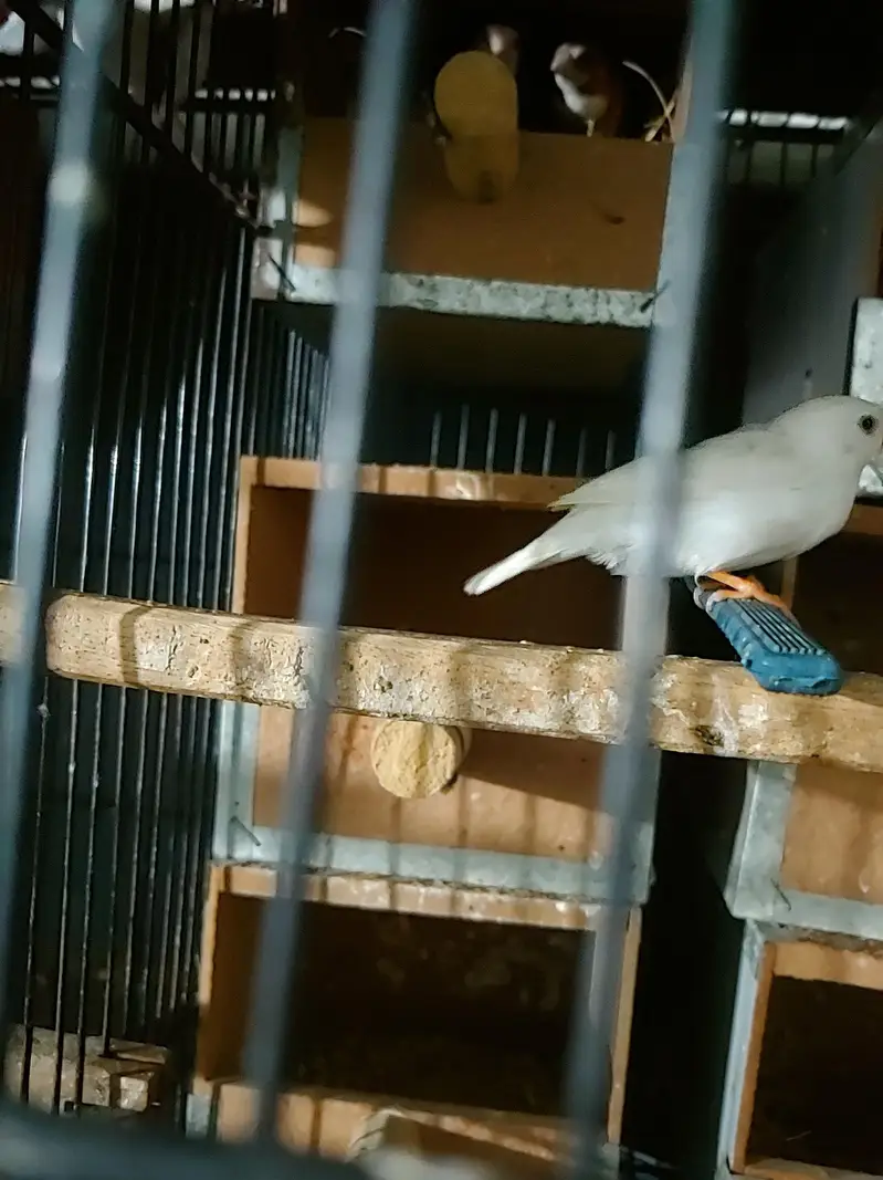 Budgies Java bangalies & Finches — photo 5