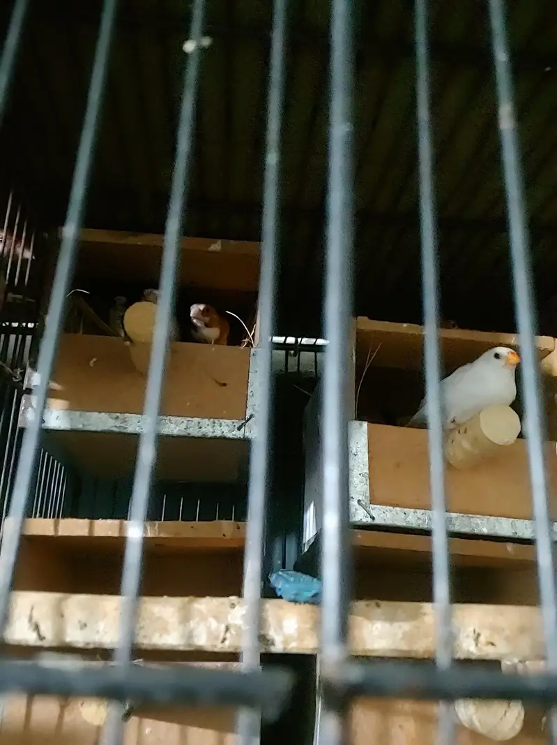 Budgies Java bangalies & Finches — photo 6