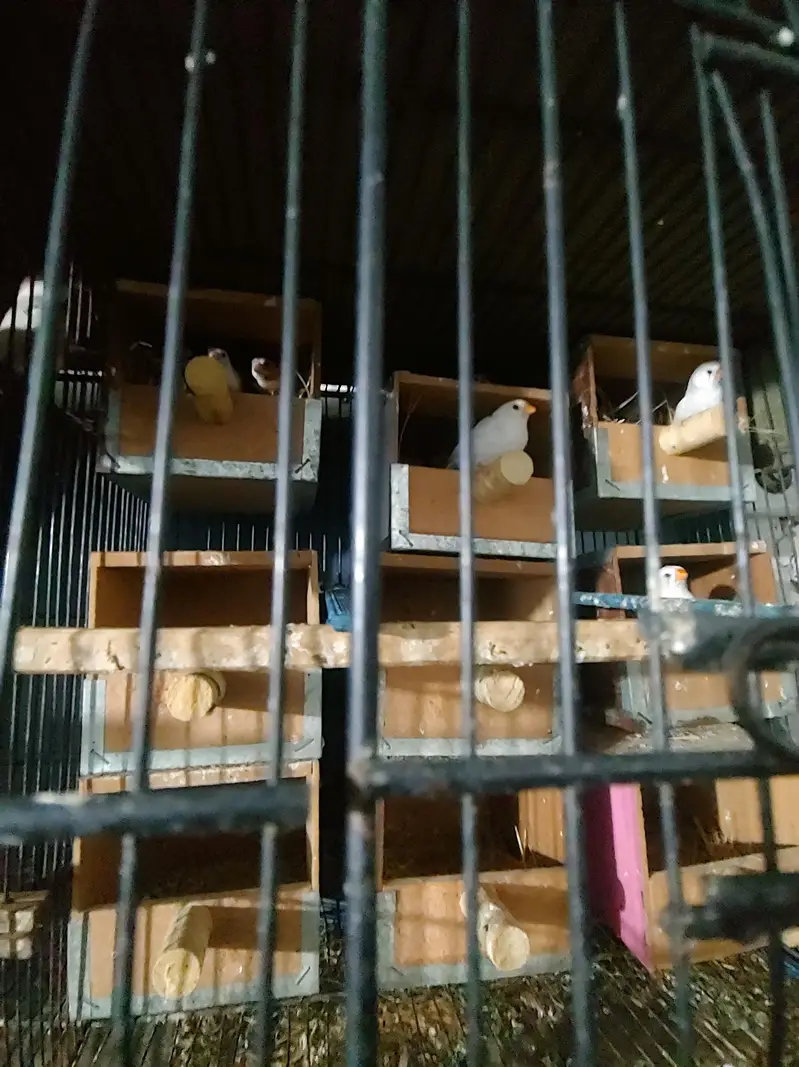 Budgies Java bangalies & Finches — photo 7