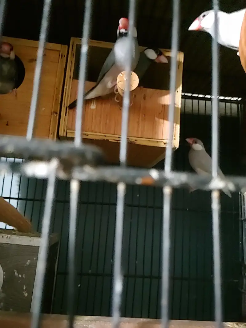 Budgies Java bangalies & Finches — photo 8