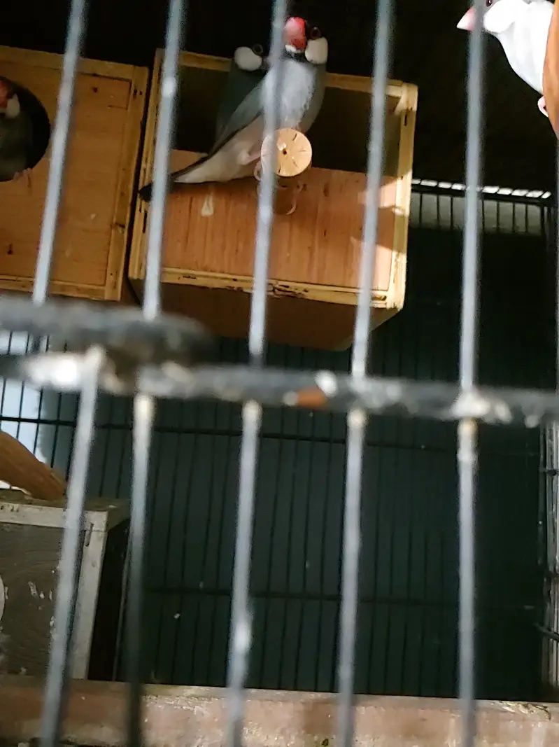 Budgies Java bangalies & Finches — photo 9