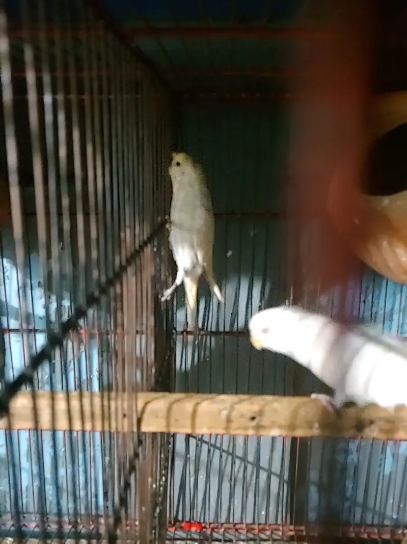 Budgies Java bangalies & Finches — photo 11