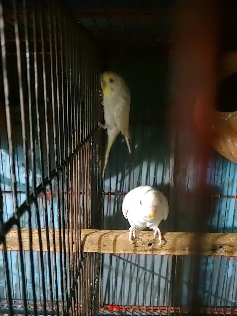 Budgies Java bangalies & Finches — photo 12