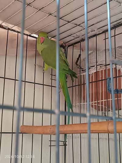 green ringneck parrot,urgent sale, read description.