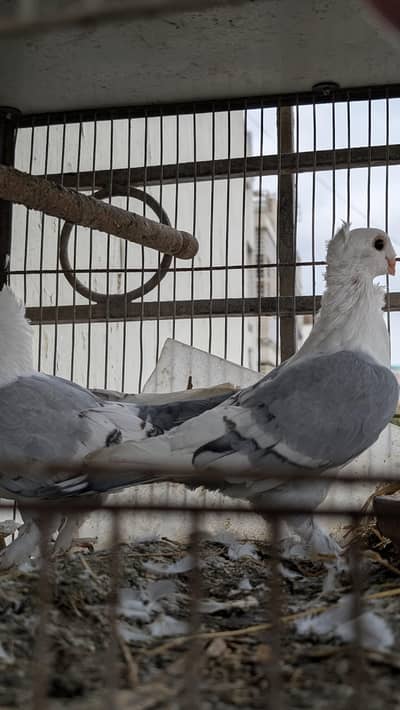 Top Quality Sentinet,German Tie , Breeder Pair