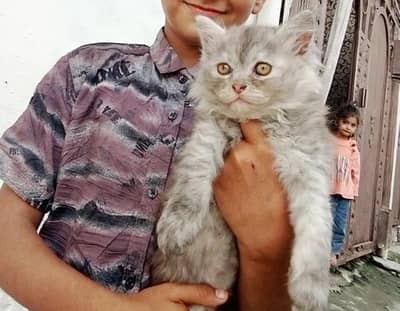 gre punch fece triple cote quality kittan full trnd wtsp 03181833788