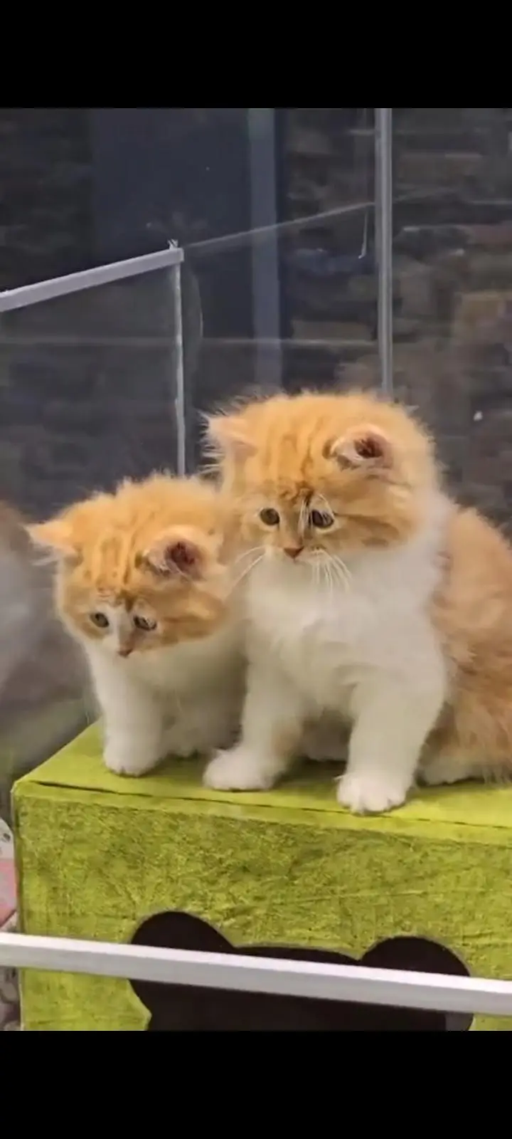 Persian kittens | triple coat | fluffy | 0302//06204//45 — photo 4