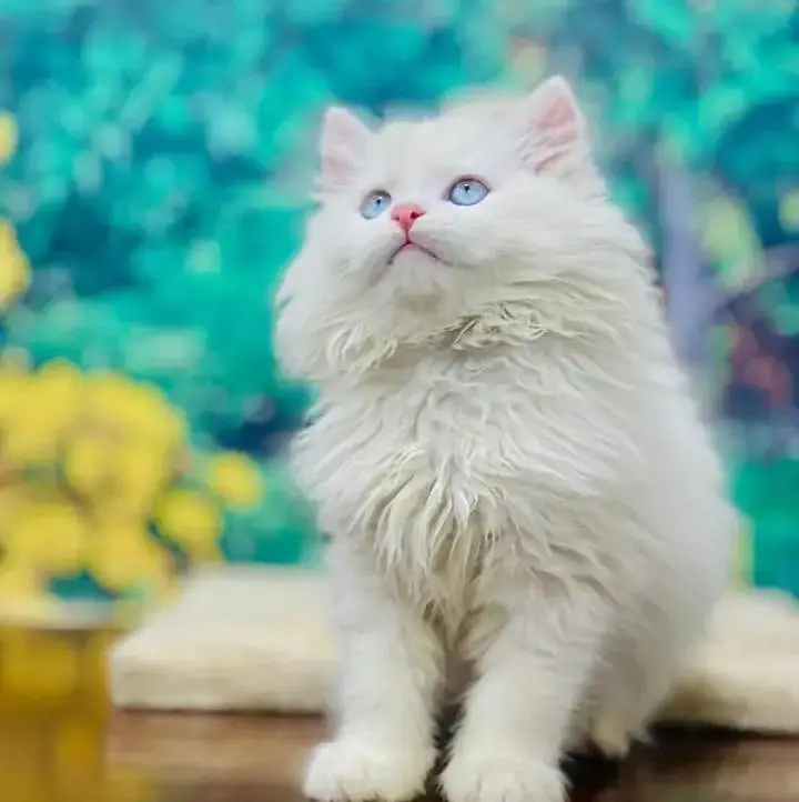Persian kittens | triple coat | fluffy | 0302//06204//45 — photo 2