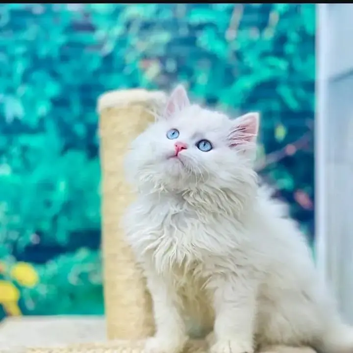 Persian kittens | triple coat | fluffy | 0302//06204//45 — photo 3