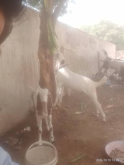 4 mahina ka jore ha