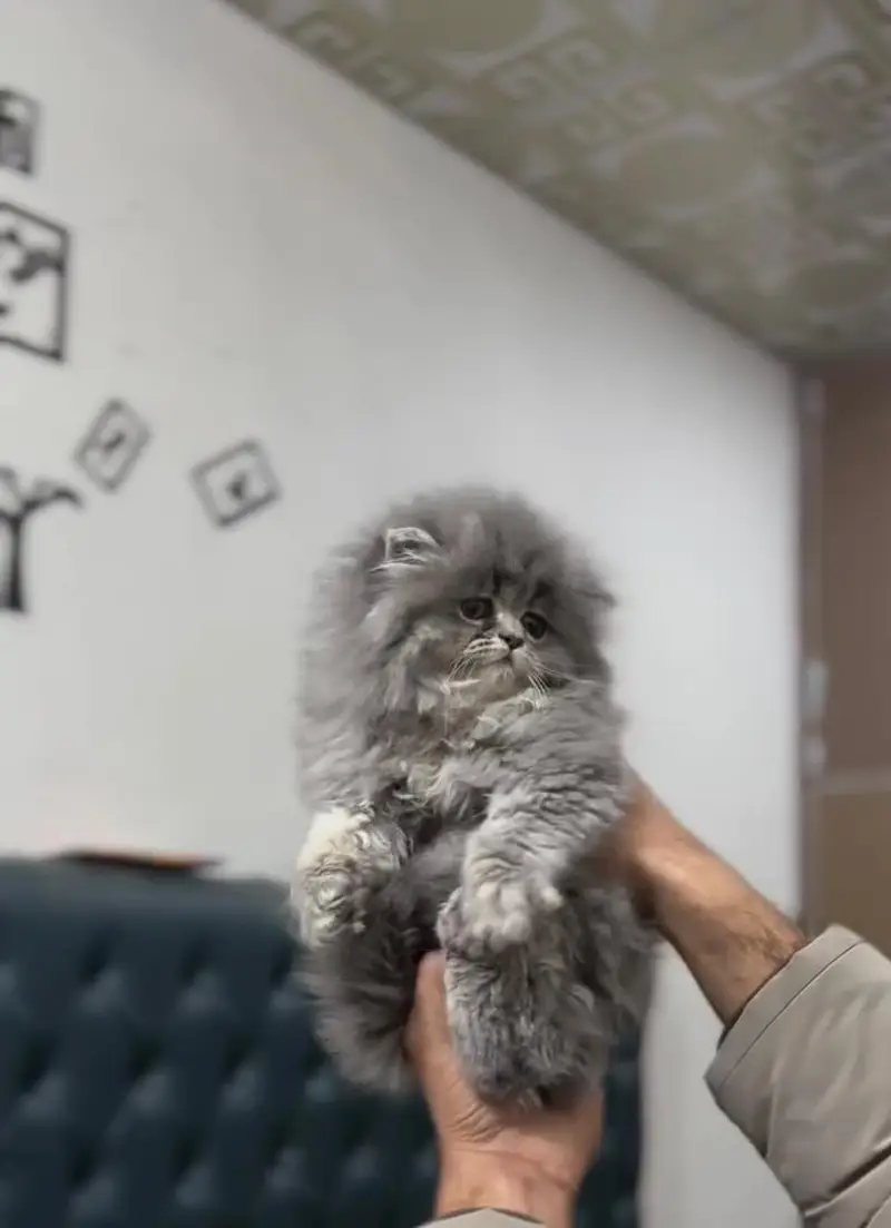 Persian kittens | triple coat | fluffy | 0302//06204//45 — photo 2