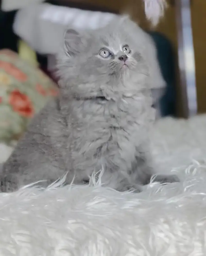 Persian kittens | triple coat | fluffy | 0302//06204//45 — photo 7