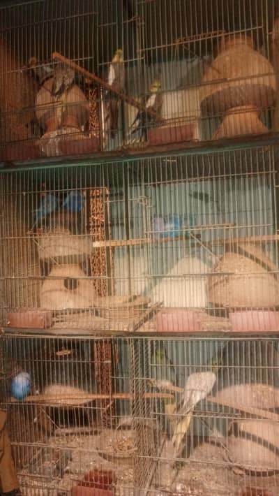 Australian Cockatiel Bird for Sale