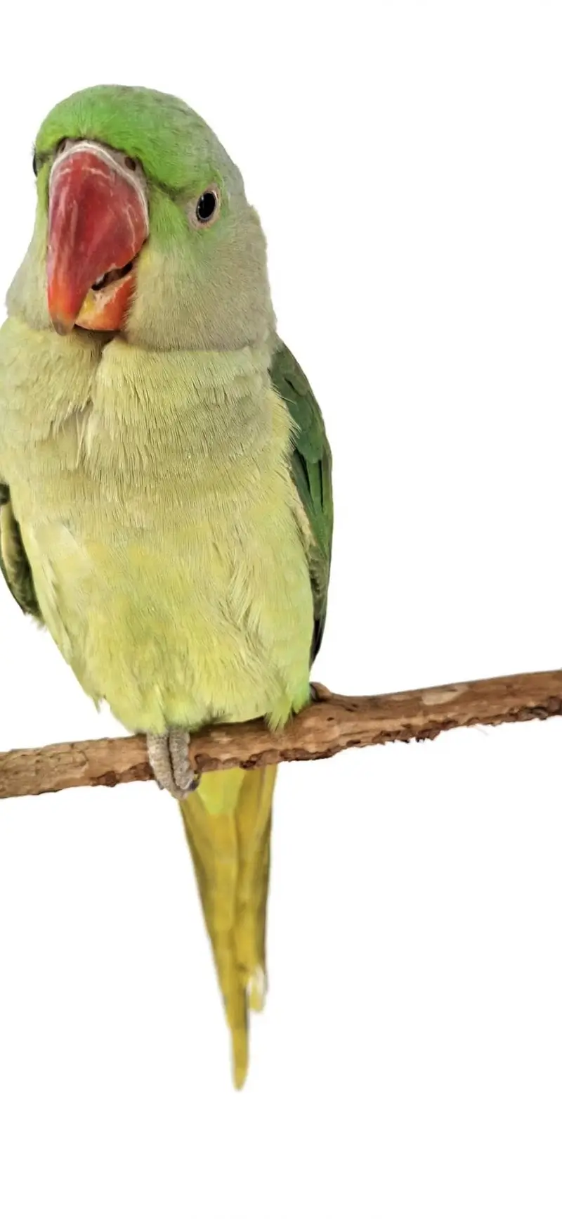Alexandrine Female 10 Month Price 15000 Exchange With Male Islamabad — photo 2