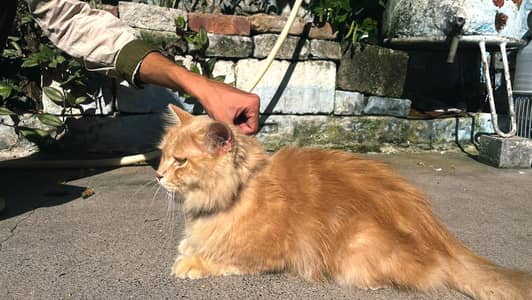 Persian cat for sale