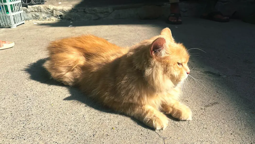 Persian cat for sale — photo 2